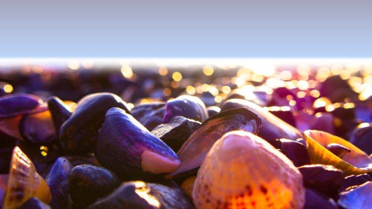 seashell, Bokeh, Sea, Sky, Macro, Beach HD Wallpaper Desktop Background