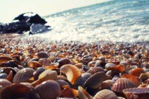 seashell, Rocks, Blurred, Macro, Sea, Beach