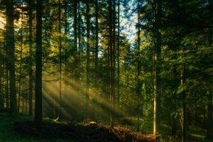 forest, Sunlight, Grass, Photography