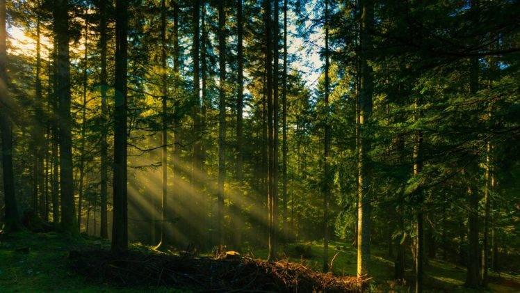forest, Sunlight, Grass, Photography HD Wallpaper Desktop Background