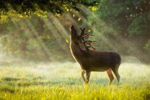 photography, Deer, Grass, Sun rays, Sunlight, Trees, Leaves