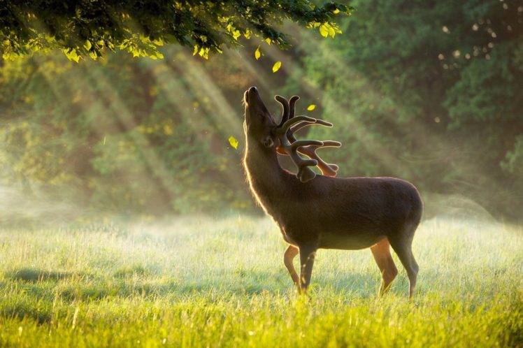 photography, Deer, Grass, Sun rays, Sunlight, Trees, Leaves HD Wallpaper Desktop Background