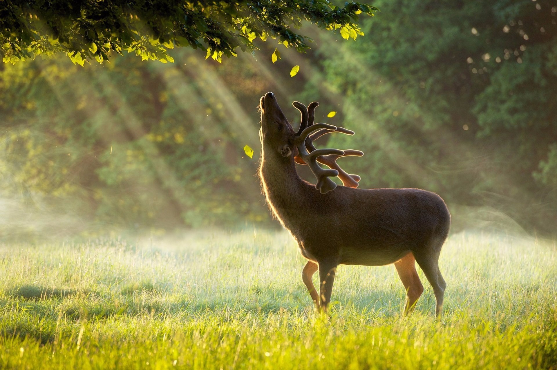 photography, Deer, Grass, Sun rays, Sunlight, Trees, Leaves Wallpaper