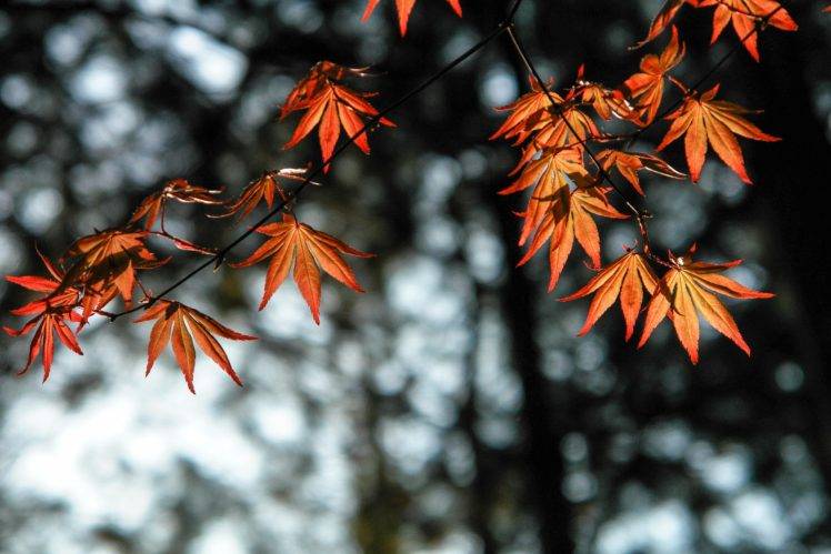 leaves, Trees, Nature, Orange HD Wallpaper Desktop Background