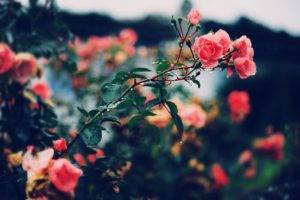 plants, Flowers, Rose