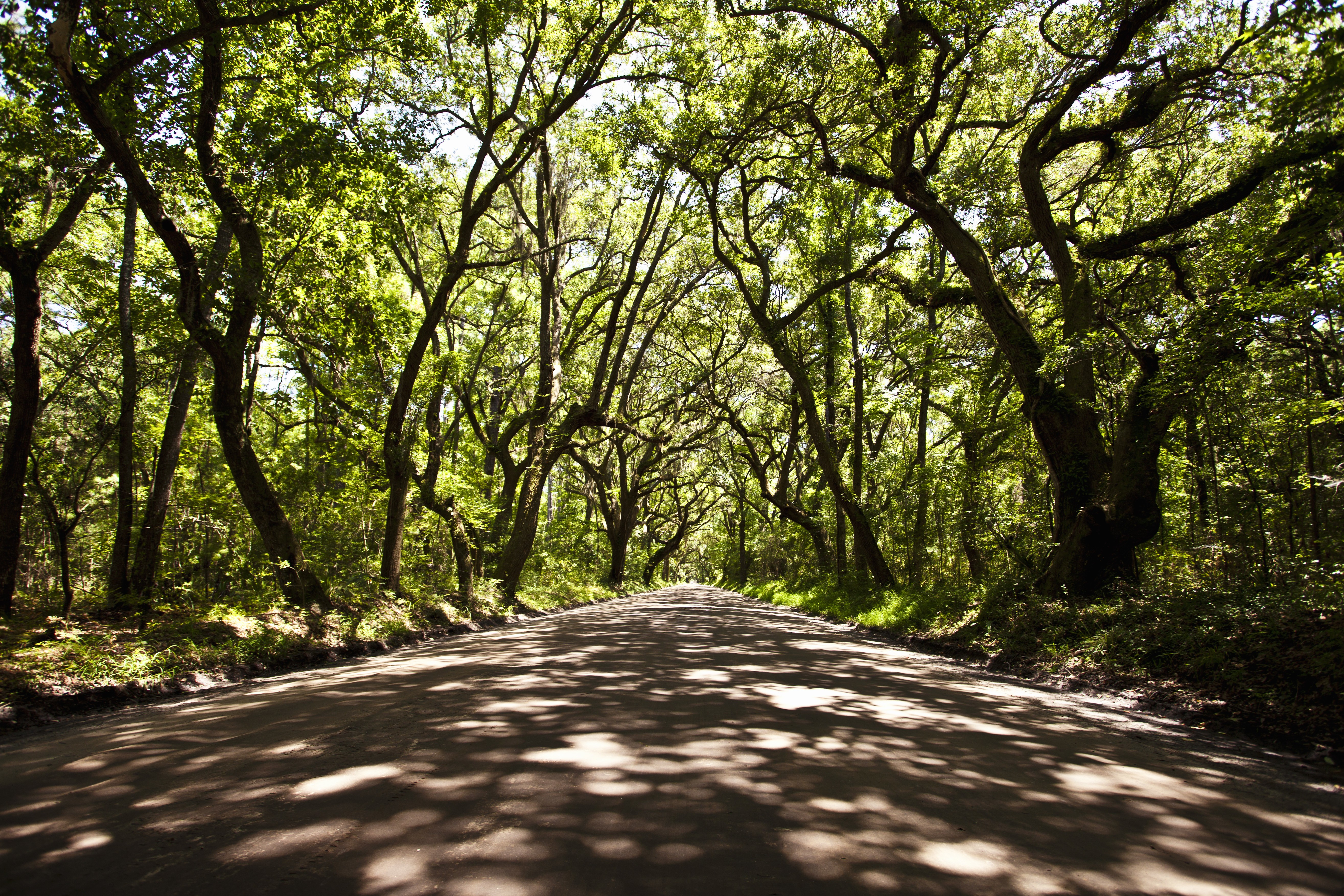 plants, Trees, Street, Path Wallpaper
