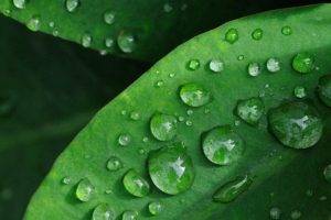 plants, Macro, Water drops