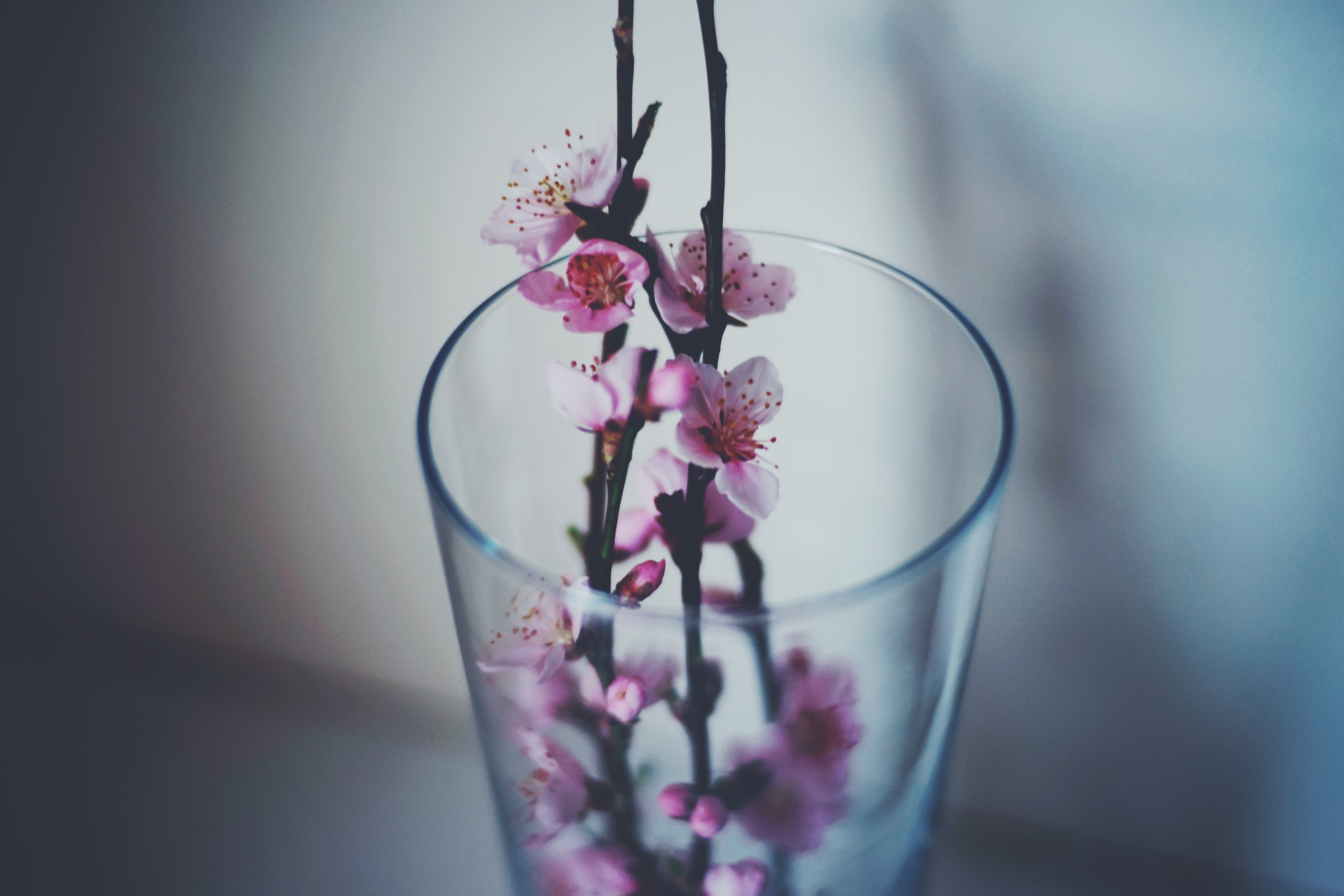 plants, Flowers Wallpaper