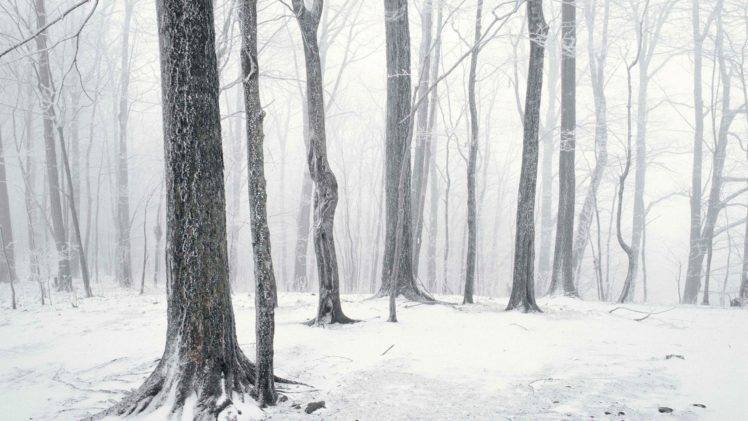 trees, Winter, Nature, Forest, Snow HD Wallpaper Desktop Background