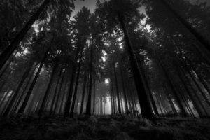 dark, Forest