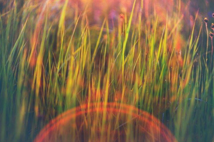 nature, Grass, Lens flare, Field, Green, Bokeh, Rain HD Wallpaper Desktop Background