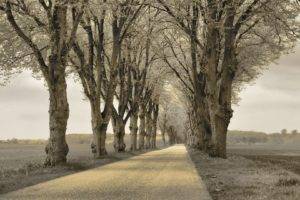 winter, Road, Trees