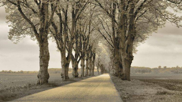 winter, Road, Trees HD Wallpaper Desktop Background
