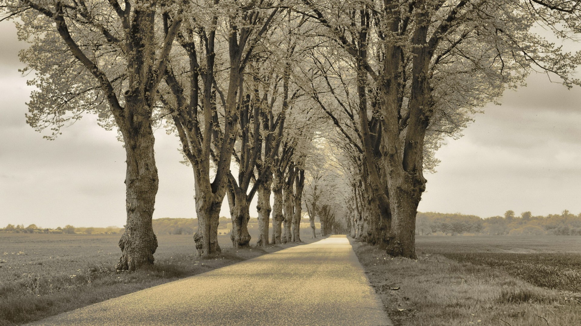 winter, Road, Trees Wallpaper