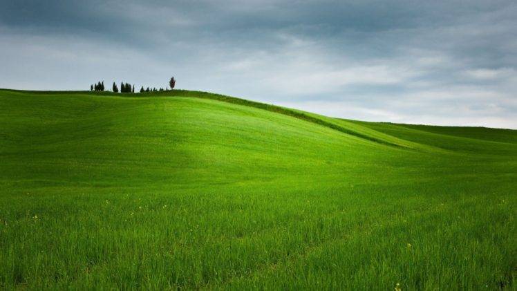 grass, Field, Green HD Wallpaper Desktop Background