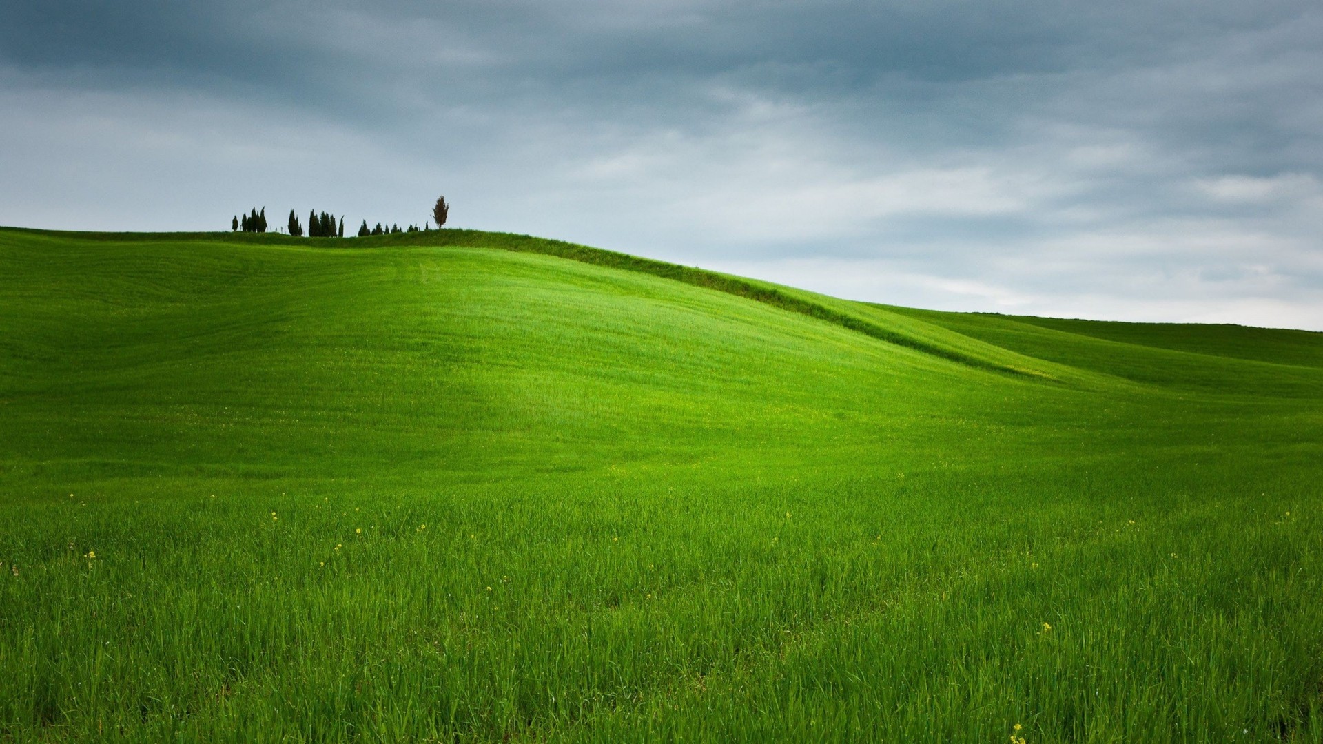 grass, Field, Green Wallpaper