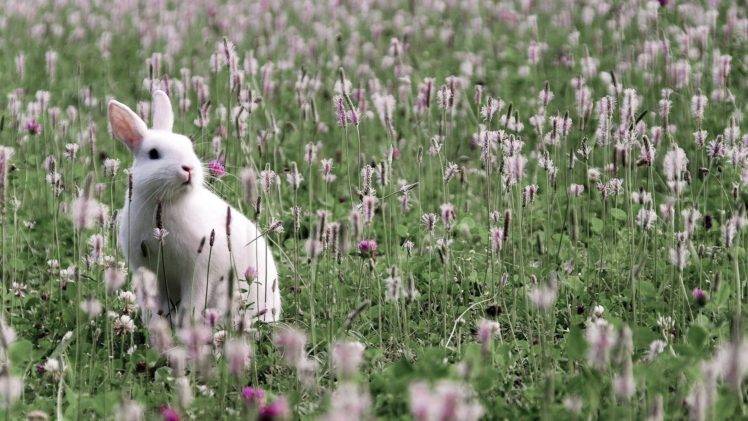 rabbits, Flowers HD Wallpaper Desktop Background