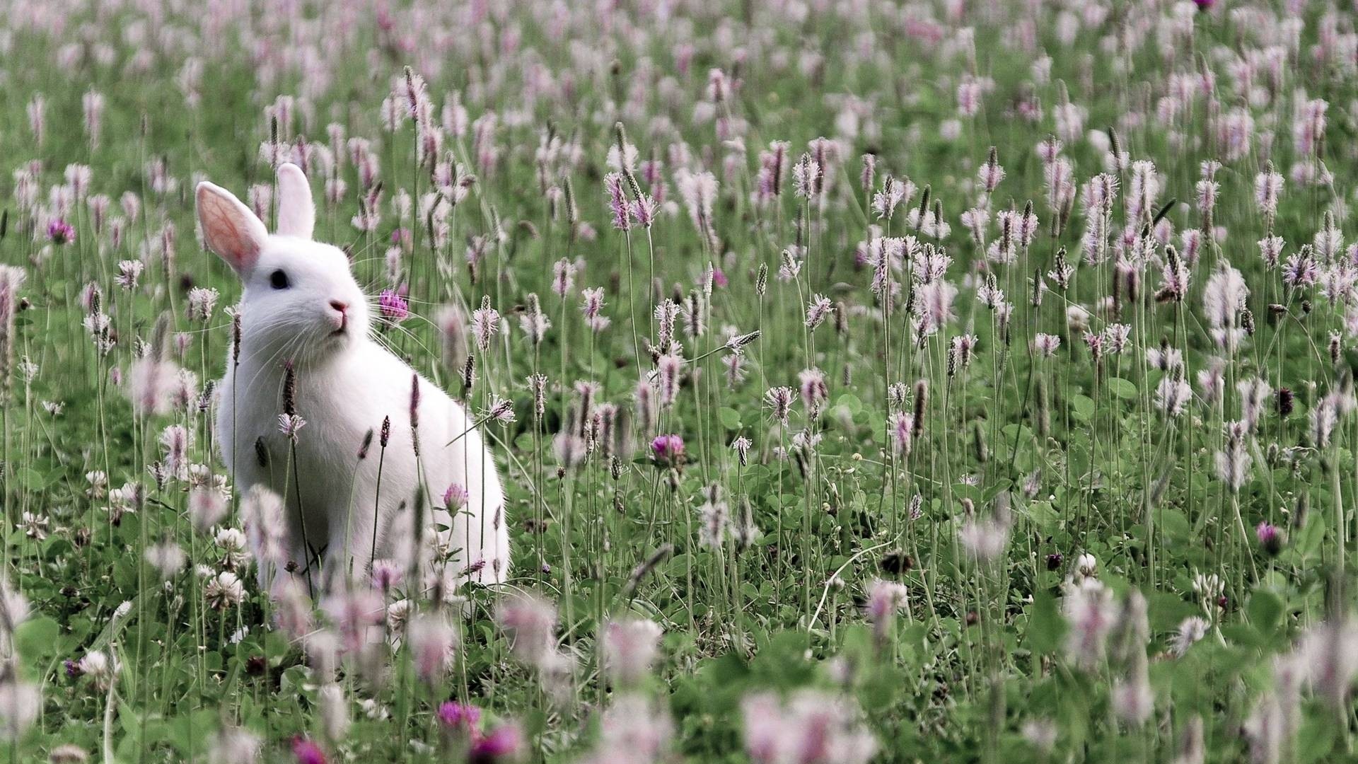 rabbits, Flowers Wallpaper