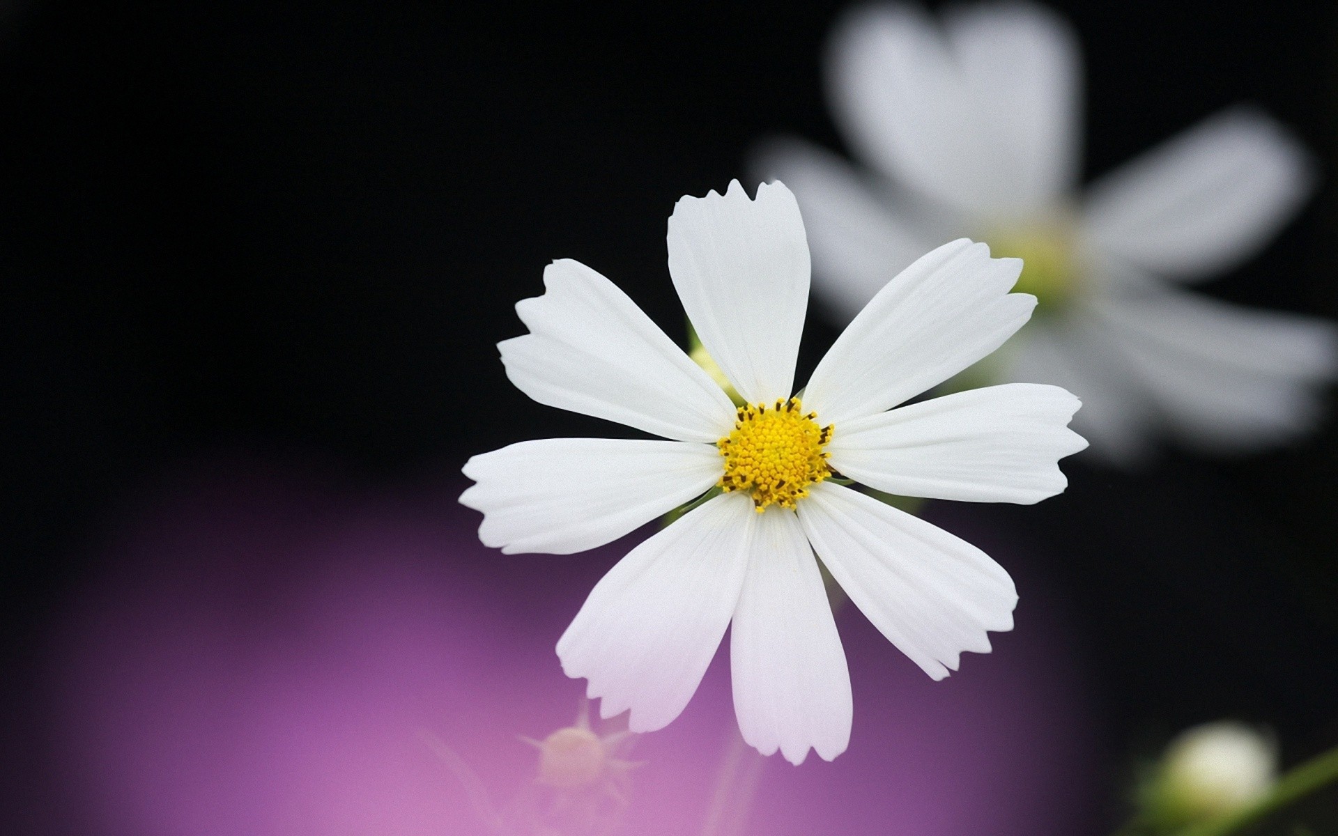 flowers Wallpaper