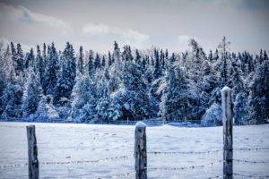 winter, Snow, Nature, Trees, Fence