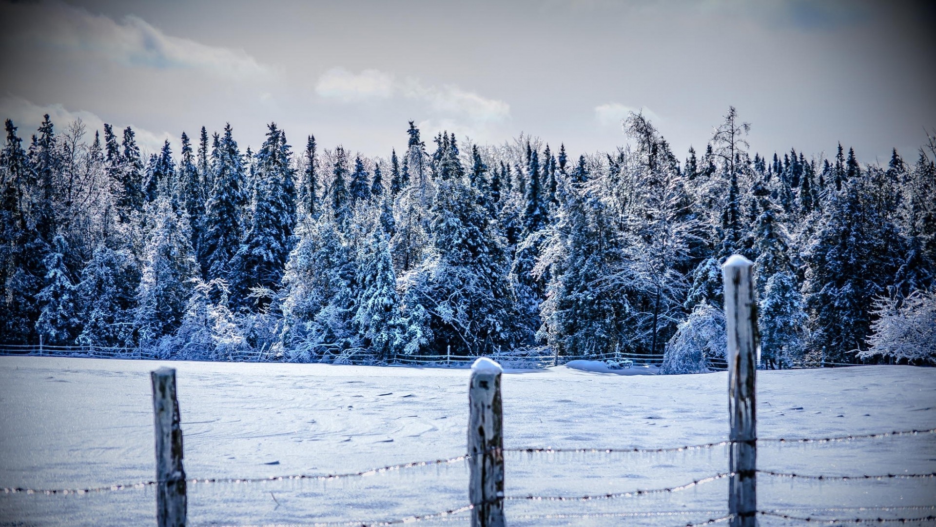winter, Snow, Nature, Trees, Fence Wallpaper