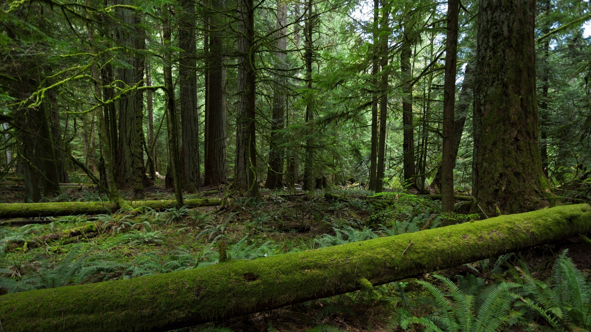 forest, Nature, Trees Wallpaper