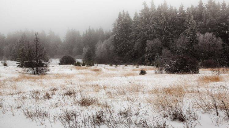 winter, Forest, Snow, Nature HD Wallpaper Desktop Background