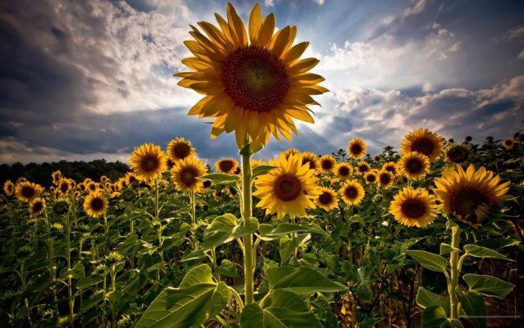 flowers, Sunflowers, HDR, Closeup, Clouds, Nature HD Wallpaper Desktop Background