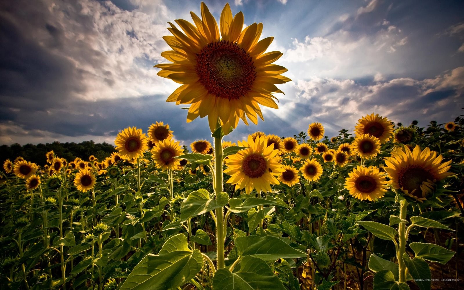 flowers, Sunflowers, HDR, Closeup, Clouds, Nature Wallpaper
