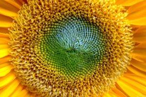 flowers, Sunflowers