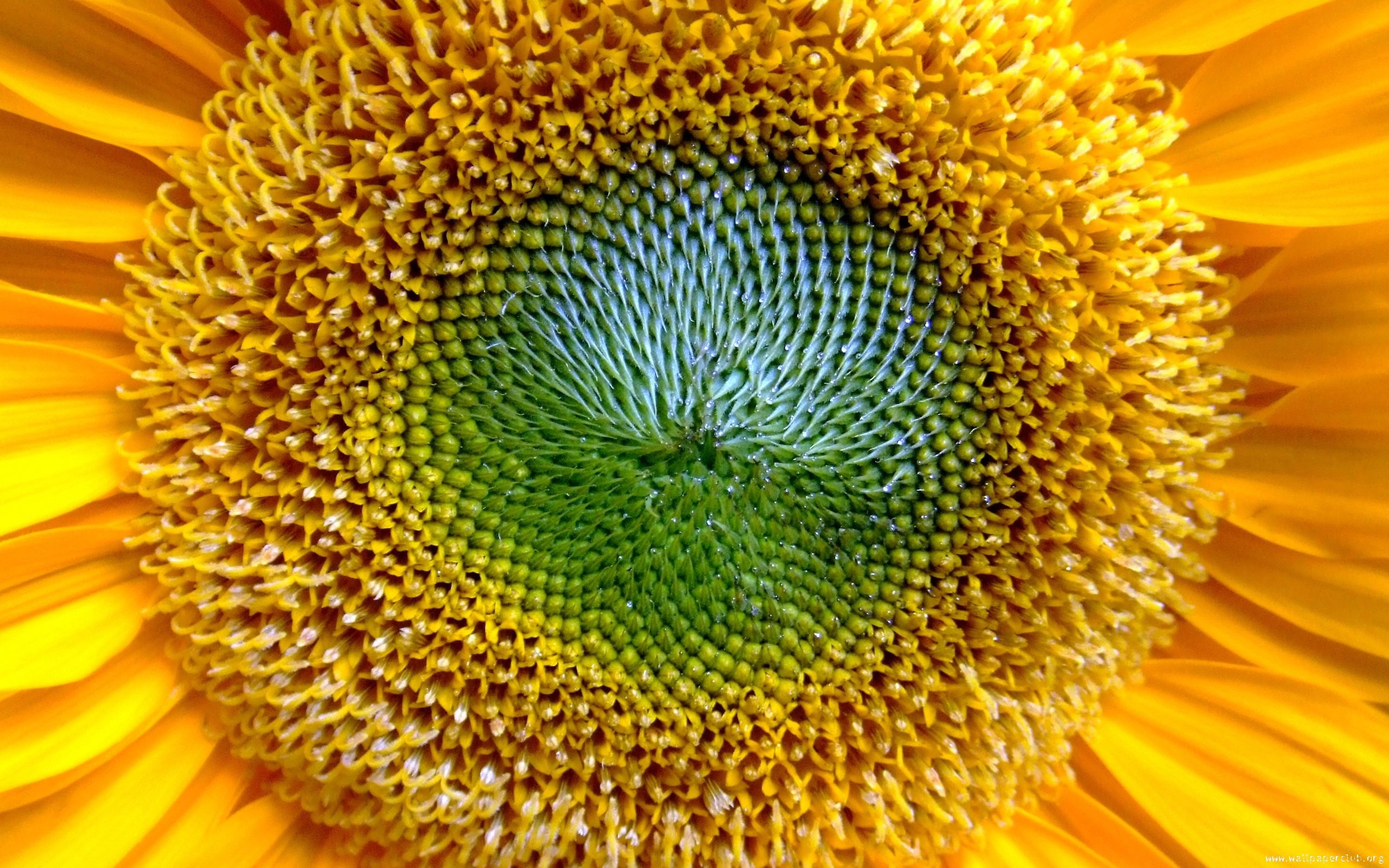flowers, Sunflowers Wallpaper