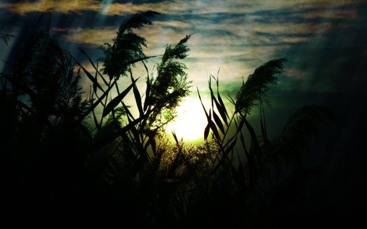nature, Sky, Sunset, Plants HD Wallpaper Desktop Background