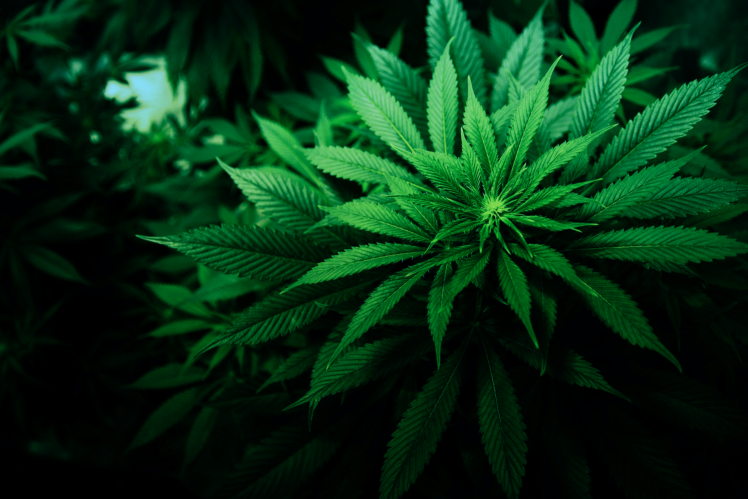 nature, Cannabis, Plants HD Wallpaper Desktop Background