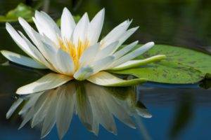 nature, Flowers, Water lilies, Plants