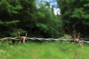 nature, Green, Trees, Plants, Barbed wire
