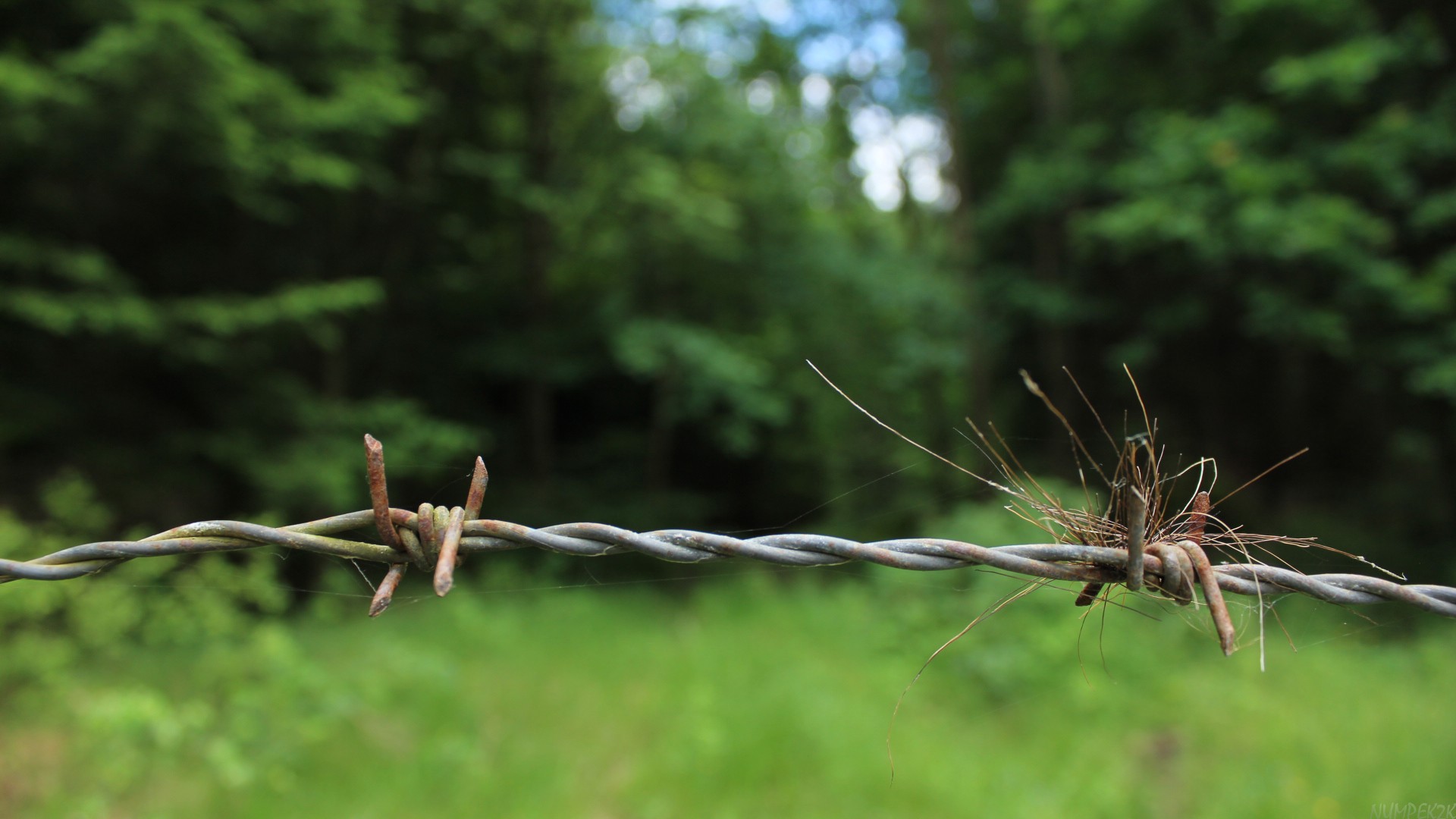 nature, Green, Trees, Plants, Barbed wire Wallpaper
