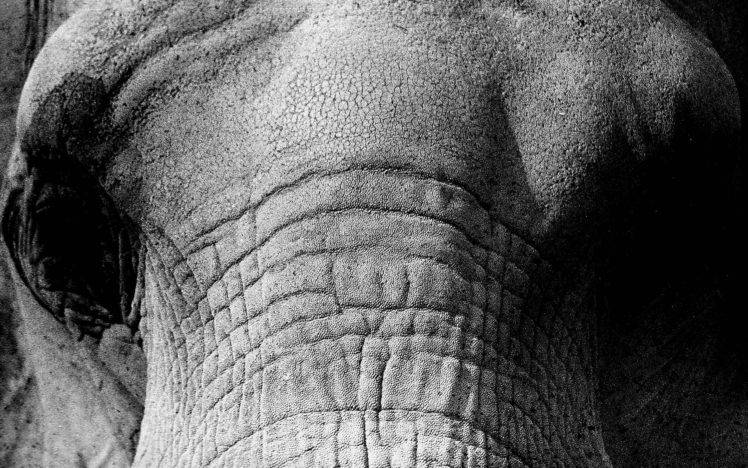 nature, Elephant HD Wallpaper Desktop Background