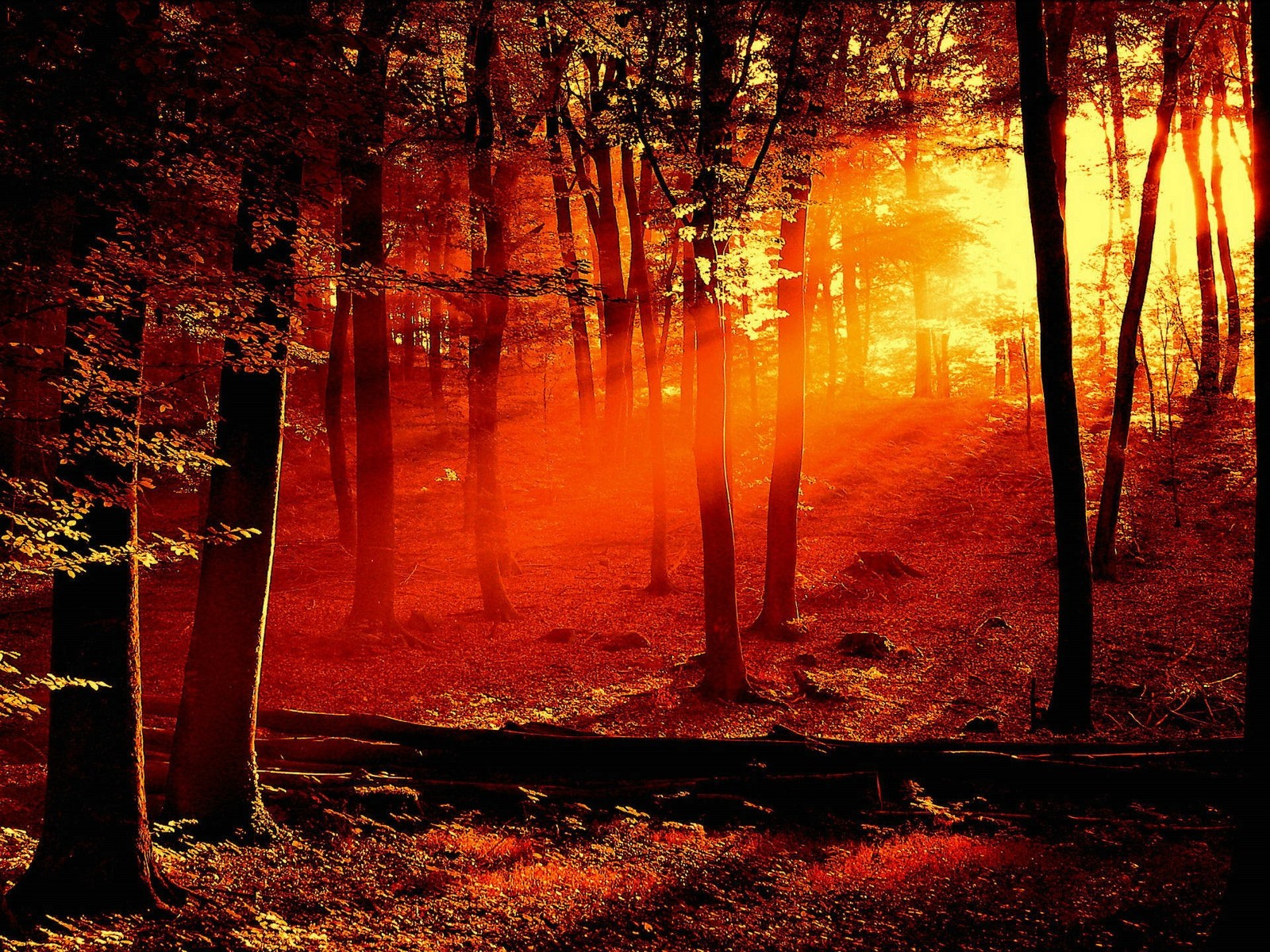 forest, Trees, Sunset Wallpaper