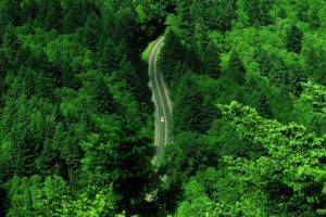 nature, Forest, Road