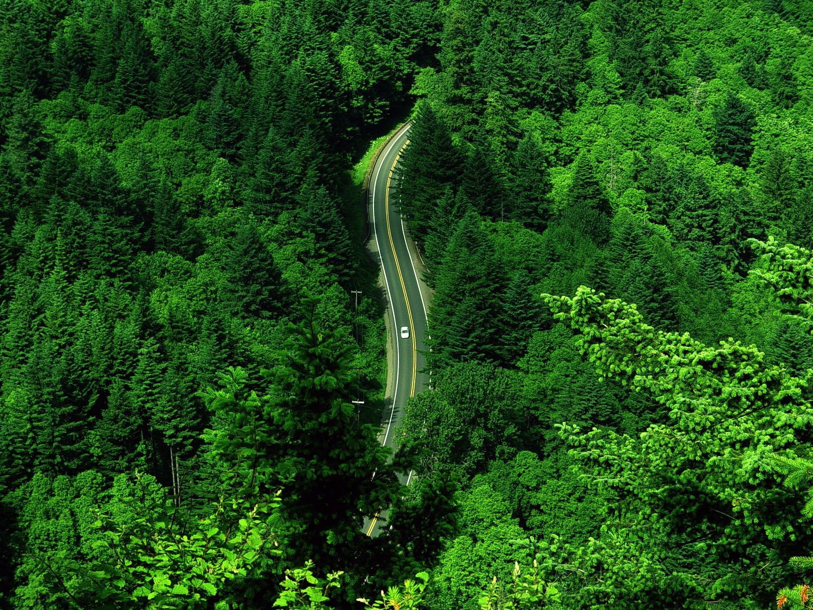 nature, Forest, Road Wallpaper