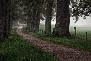 nature, Landscape, Trees, Forest, Field, Mist, Dirt road, Grass, Branch, Fence