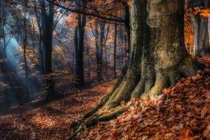 nature, Landscape, Trees, Forest, Fall, Leaves, Sun rays, Branch, Mist