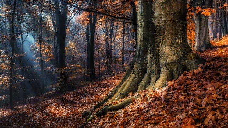 nature, Landscape, Trees, Forest, Fall, Leaves, Sun rays, Branch, Mist HD Wallpaper Desktop Background