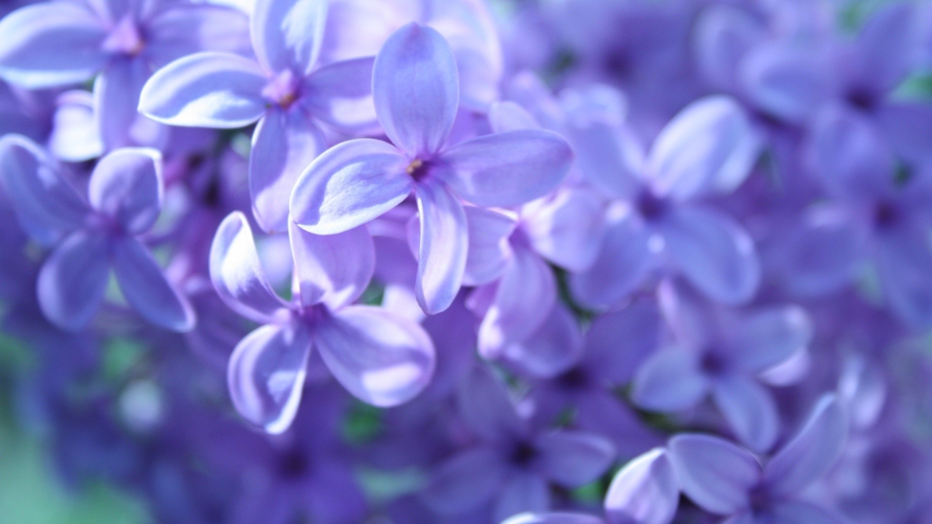 lavender, Flowers, Purple Wallpaper