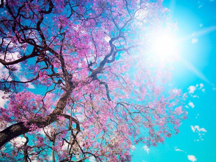 nature, Landscape, Trees, Sky, Suns HD Wallpaper Desktop Background