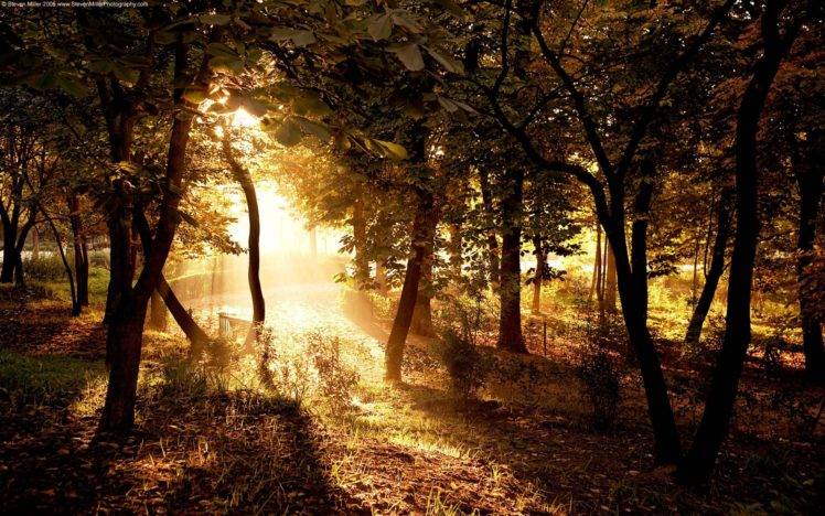 nature, Landscape, Trees, Sunset, Forest HD Wallpaper Desktop Background