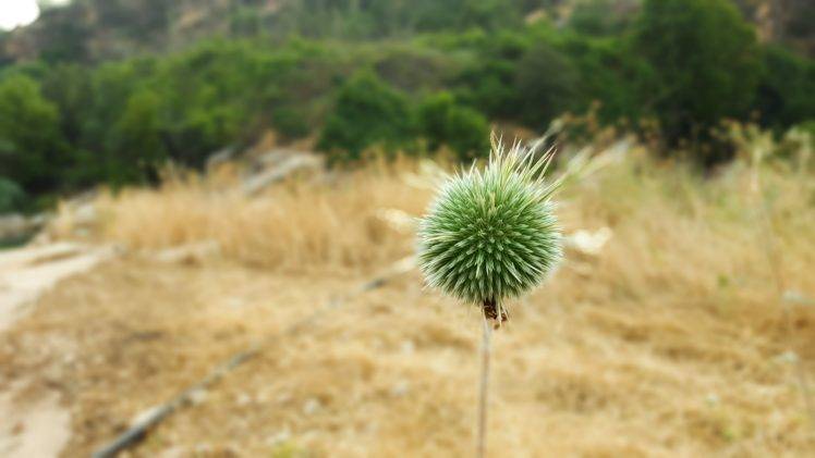 plants, Bokeh HD Wallpaper Desktop Background