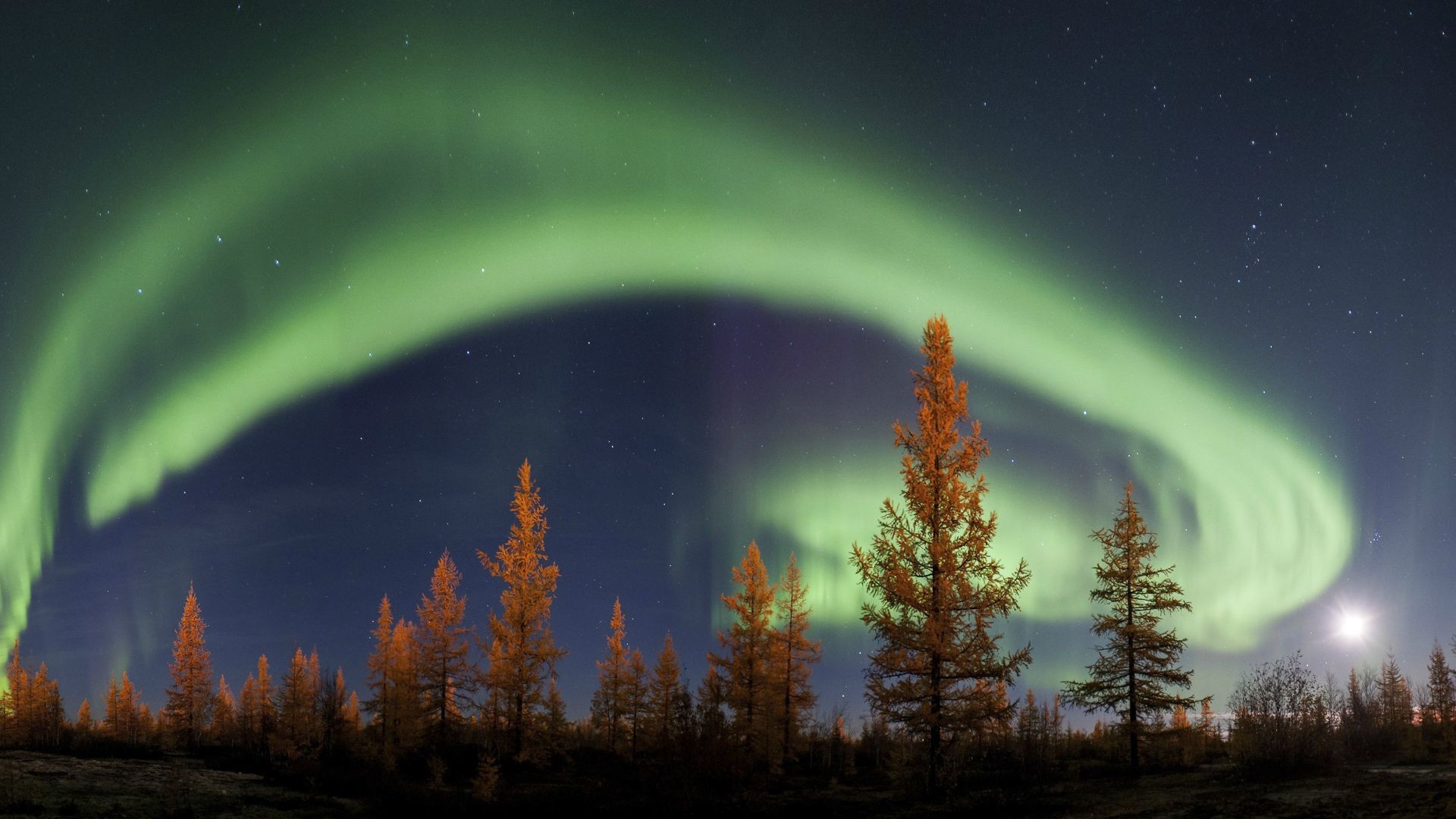 trees, Aurorae, Night, Sky Wallpaper