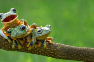 nature, Frog, Amphibian, Animals
