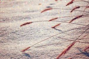 nature, Macro, Snow, Reeds, Depth of field